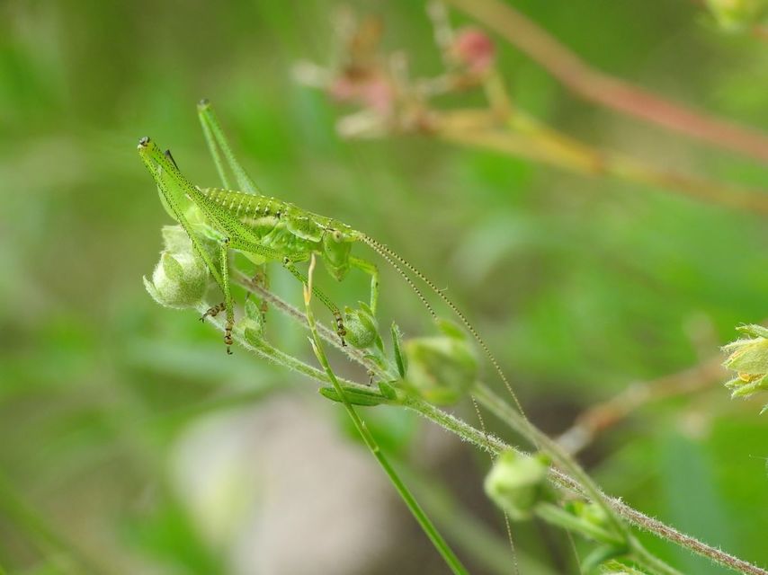 Leptophyes albovittata - közönséges virágszöcske