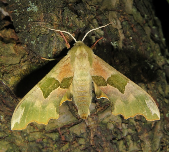 hársfaszender - Mimas tiliae