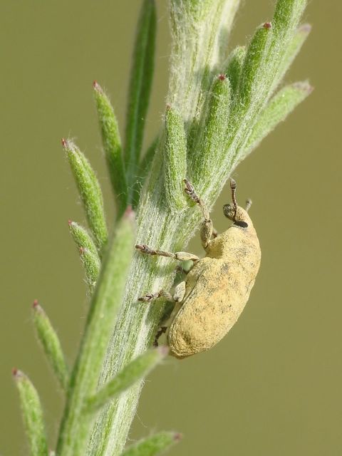 Larinus minutus - aprópúderbarkó