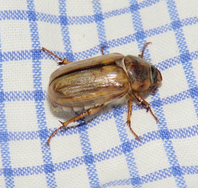 Amphimallon solstitiale - bordás sárgacserebogár