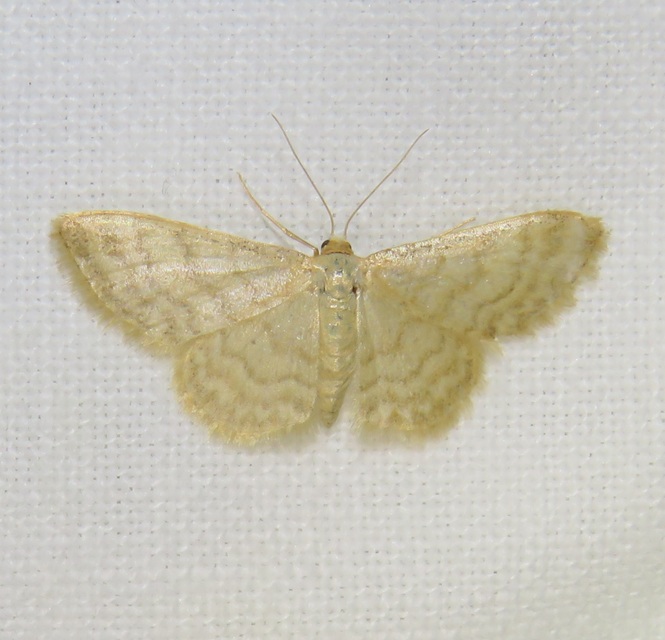 Idaea dilutaria - napvirág-apróaraszoló