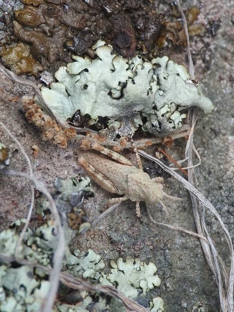 Oedipoda caerulescens - kékszárnyú sáska