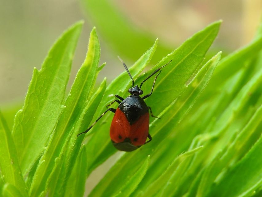 Deraeocoris rutilus - cinóber mezeipoloska