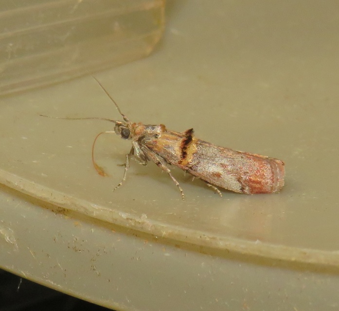 Trachonitis cristella - bokorrágó karcsúmoly
