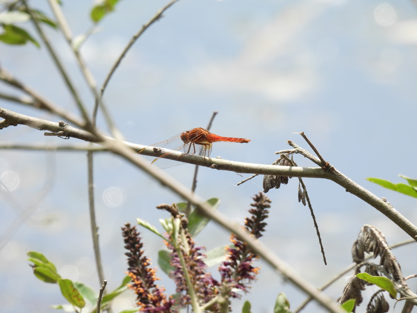 Crocothemis erythraea - skarlát szitakötő