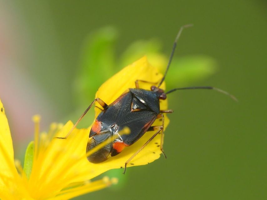 Deraeocoris ruber - vöröses mezeipoloska