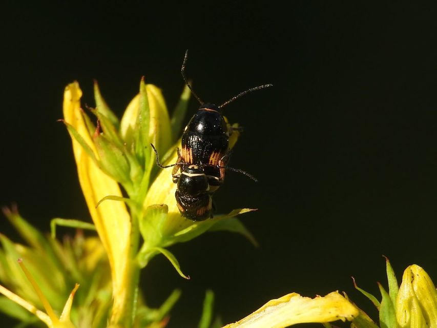 Cryptocephalus moraei - közönséges zömökbogár
