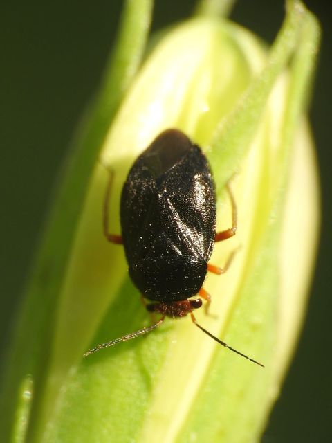 Strongylocoris leucocephalus - sárgafejű ugrópoloska