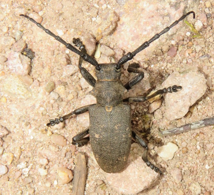 Lamia textor - takácscincér