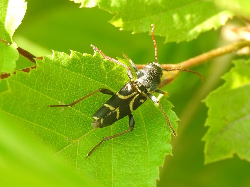 Xylotrechus antilope - fürge darázscincér