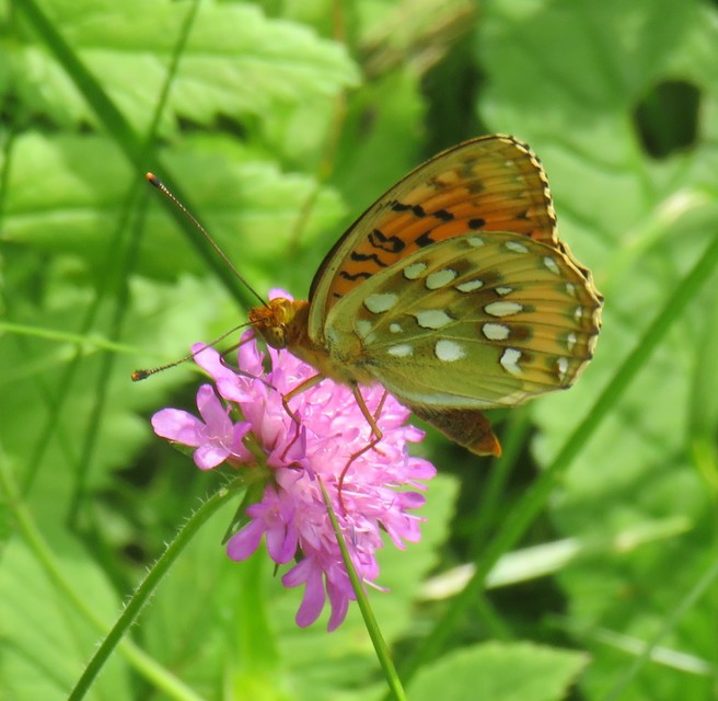 Argynnis aglaja - kerekfoltú gyöngyházlepke