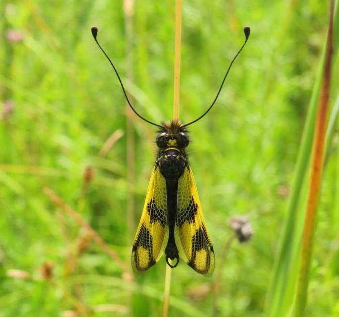 Libelloides macaronius - keleti rablópille