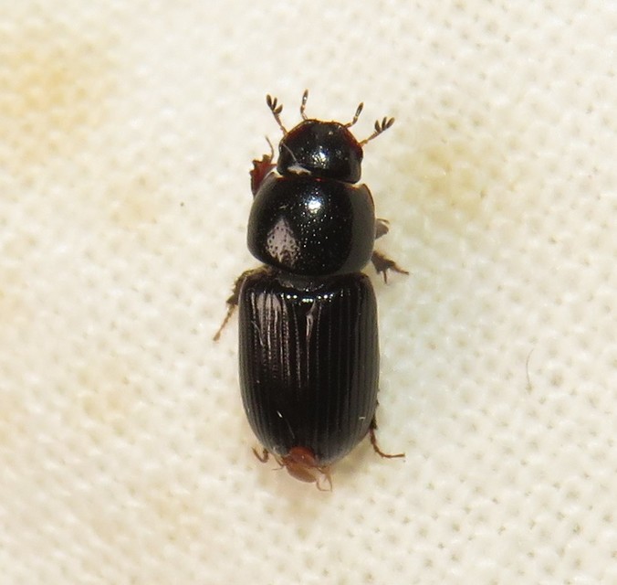Aphodius varians - változékony trágyabogár