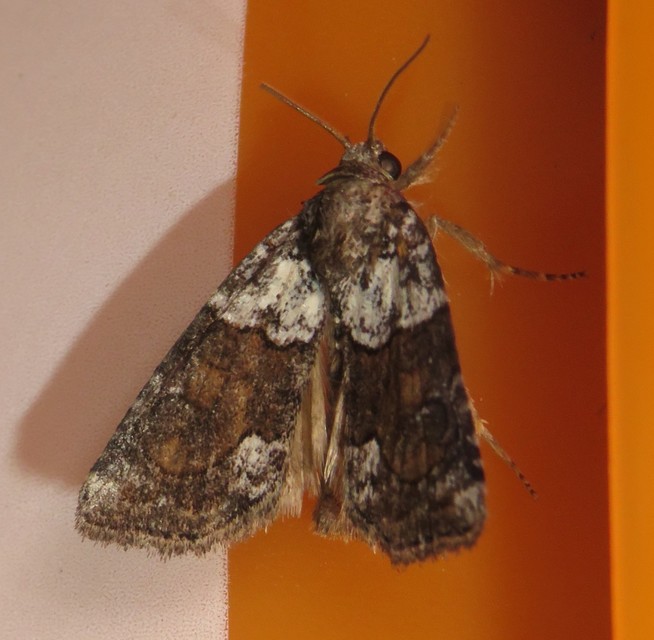 Bryophila ereptricula - fekete zuzmóbagoly