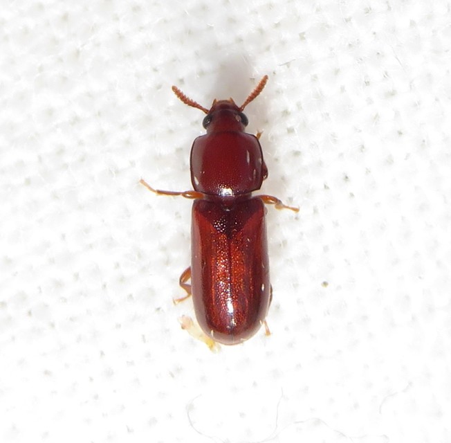 Corticeus