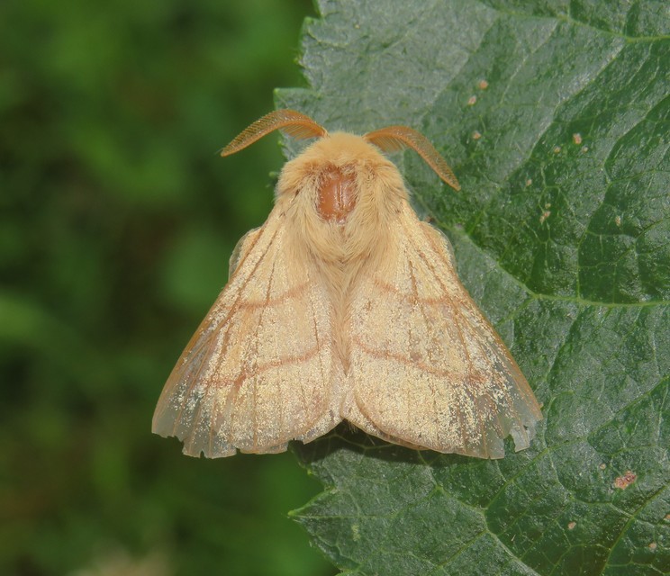 Malacosoma neustria - gyűrűsszövő