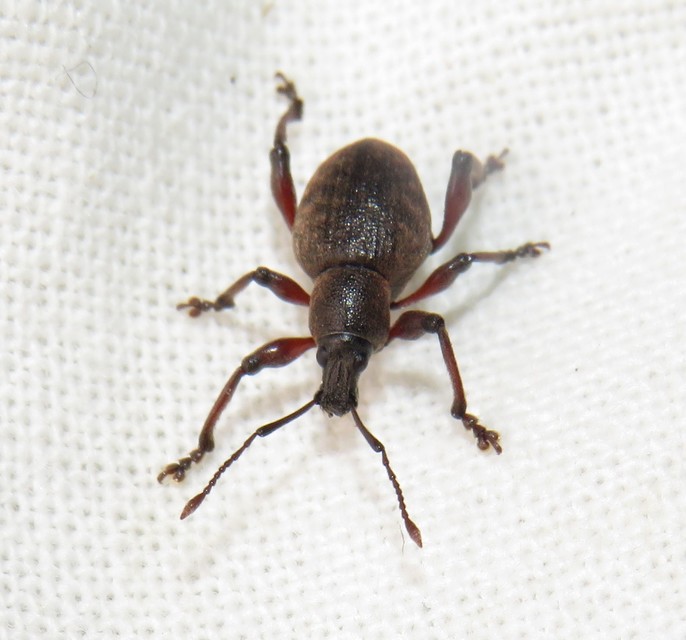 Dodecastichus mastix - lécesorrú gyalogormányos