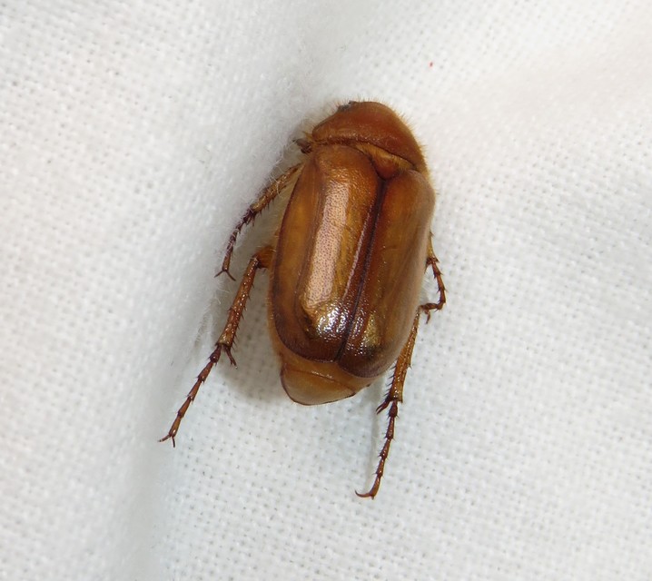 Rhizotrogus aestivus - tavaszvégi cserebogár