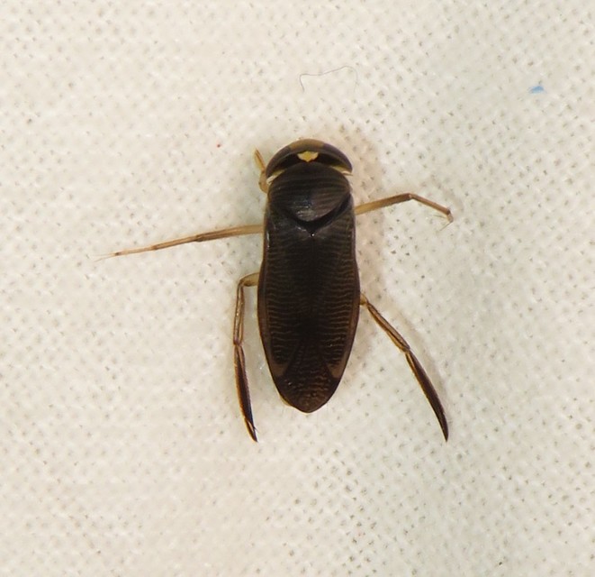 Corixidae - búvárpoloskák Corixidae - búvárpoloskák