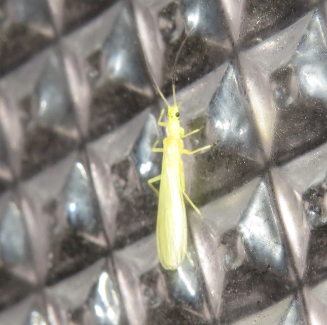 Plecoptera - Álkérészek