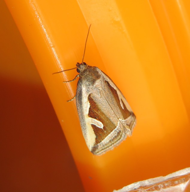 lápi apróbagoly - Deltote uncula