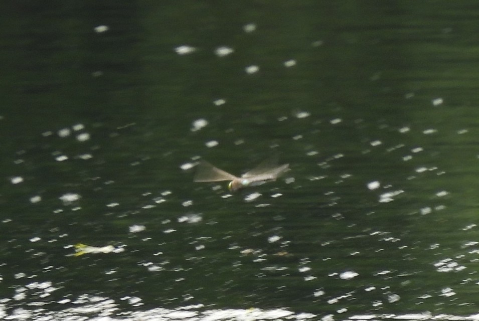 Anax parthenope - barna óriásacsa