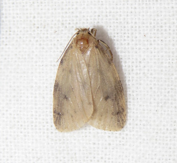 Thumata senex - mocsári medvelepke
