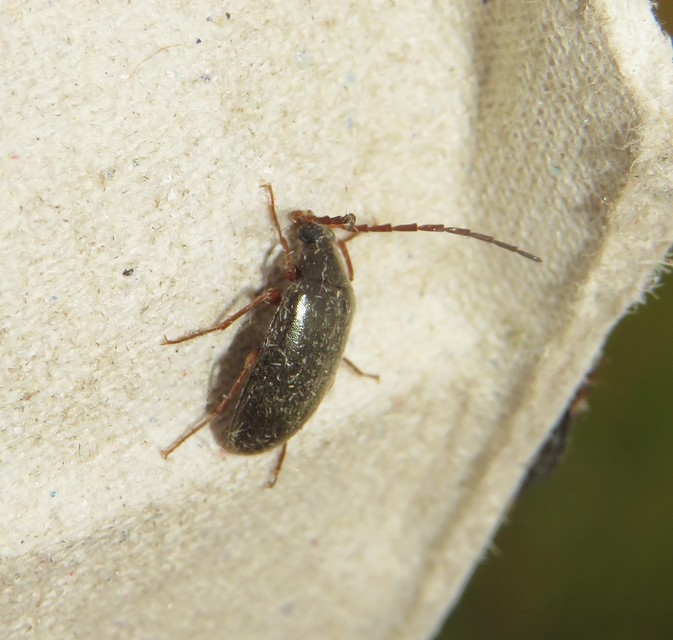 Hymenalia rufipes - rőtlábú alkonybogár