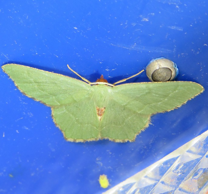 Hemithea aestivaria - nyír-zöldaraszoló