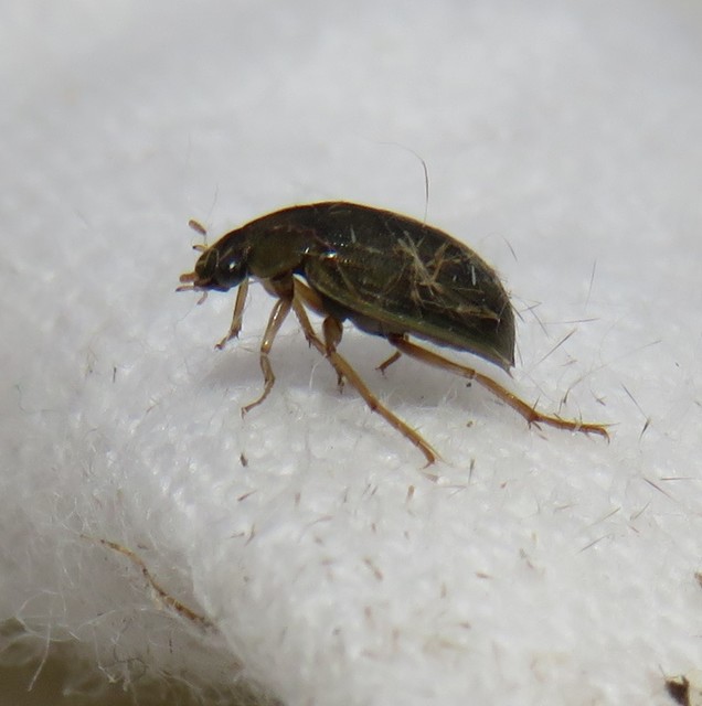 Berosus Berosus