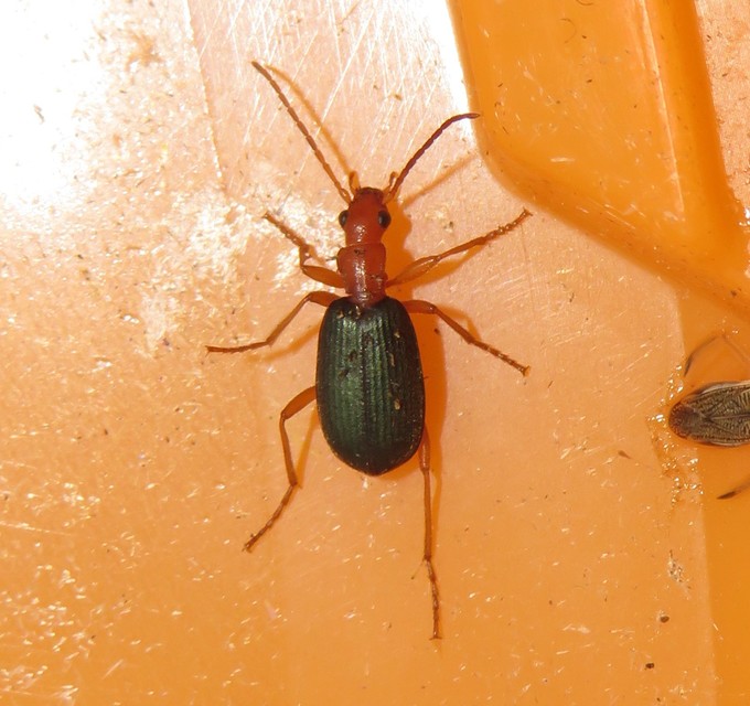 Brachinus