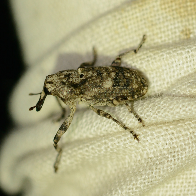 Gasterocercus depressirostris - laposorrú ormányos