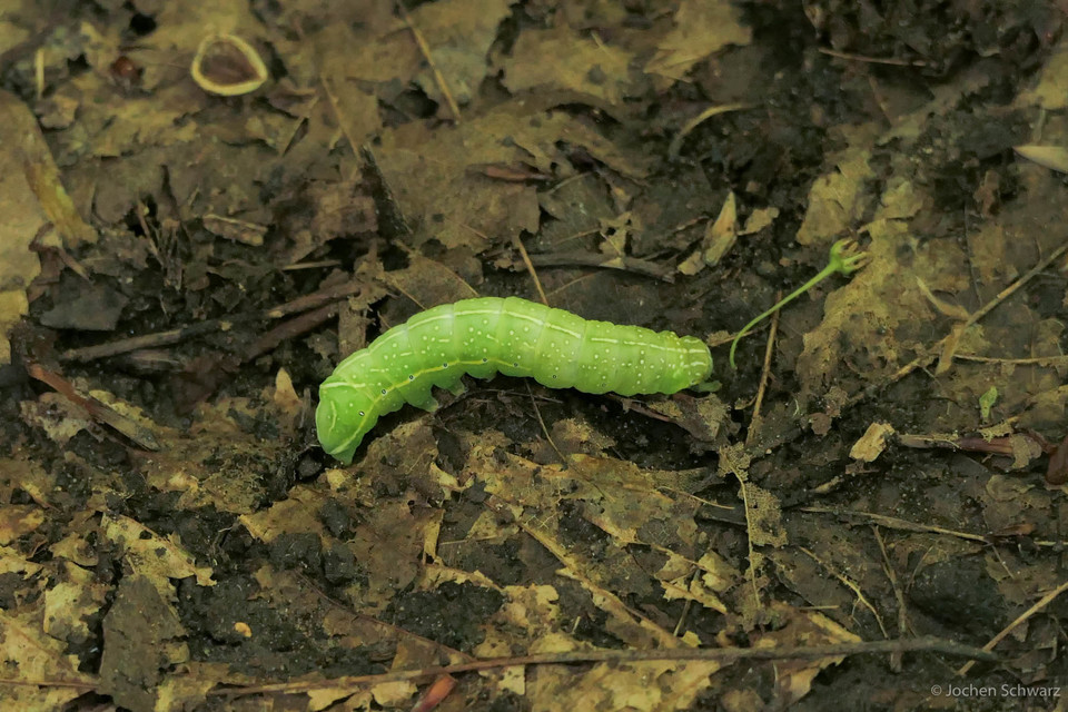 Amphipyra pyramidea - fahéjszínű bagoly