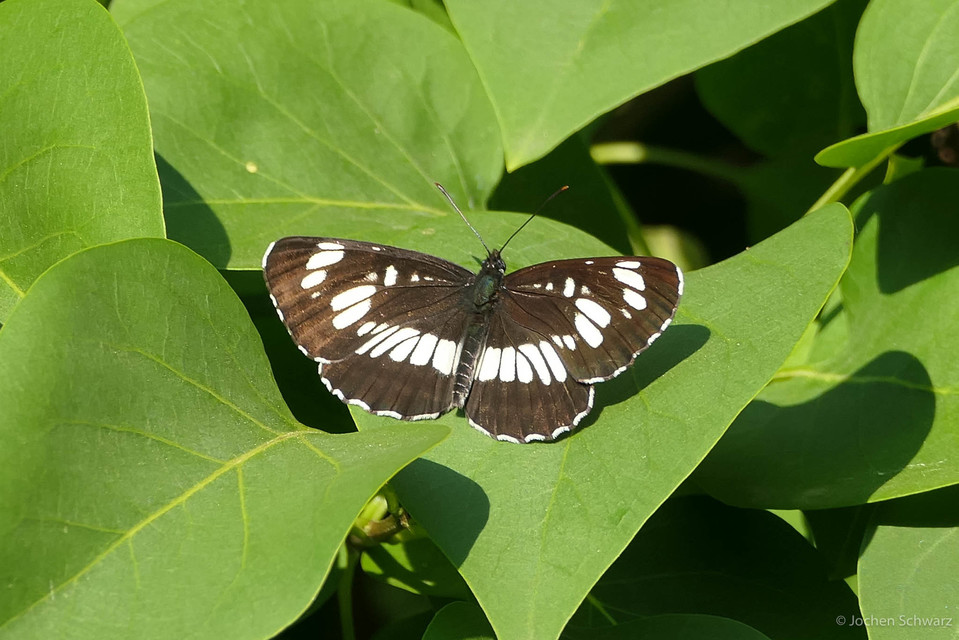 Neptis rivularis - nagy fehérsávoslepke