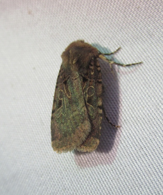 Chersotis rectangula - barna földibagoly