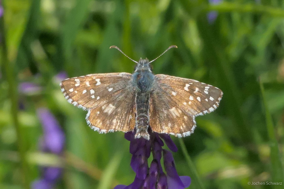 Pyrgus armoricanus - feles busalepke
