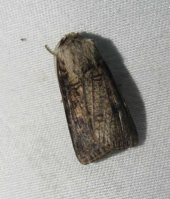 Agrotis clavis - zömök földibagoly
