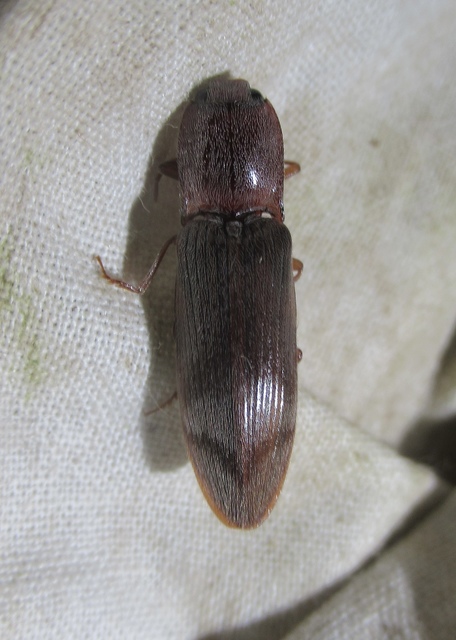 Stenagostus rhombeus - rombusznyakú pattanó