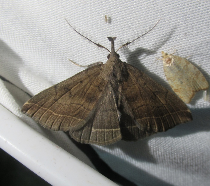 Pechipogo plumigeralis - tollascsápú karcsúbagoly