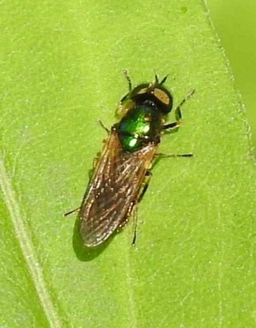 Chloromyia