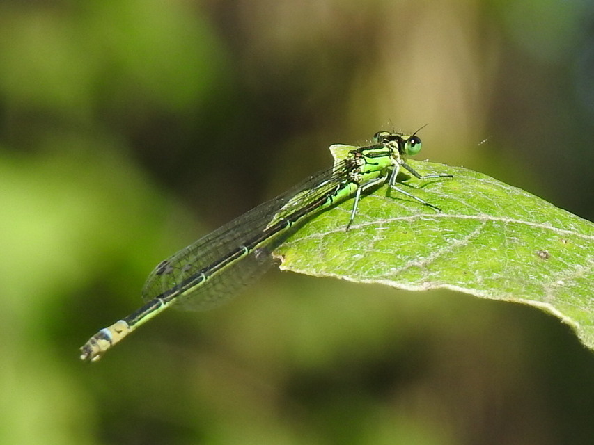 Coenagrion pulchellum - karcsú légivadász