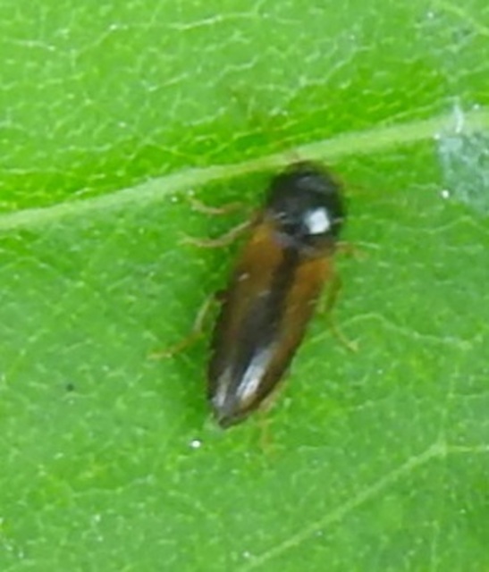 Adrastus