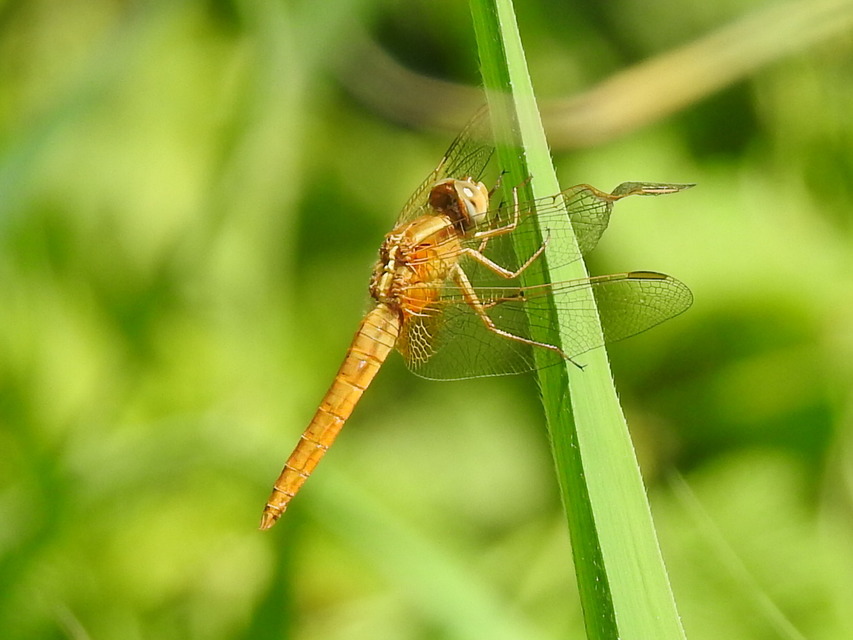 Crocothemis erythraea - skarlát szitakötő