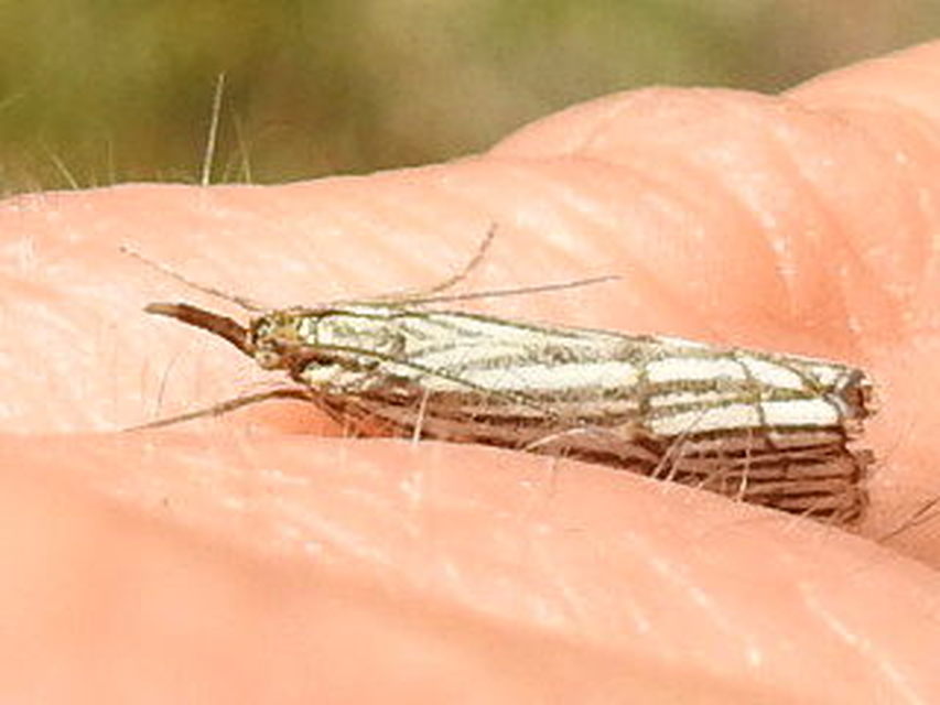Chrysocramboides craterella - rácsos fűgyökérmoly