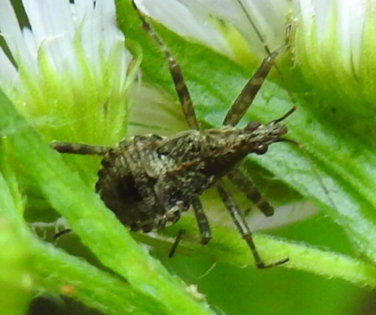 Himacerus