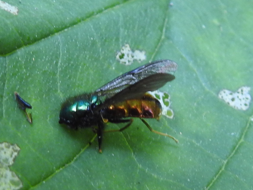 Chloromyia speciosa