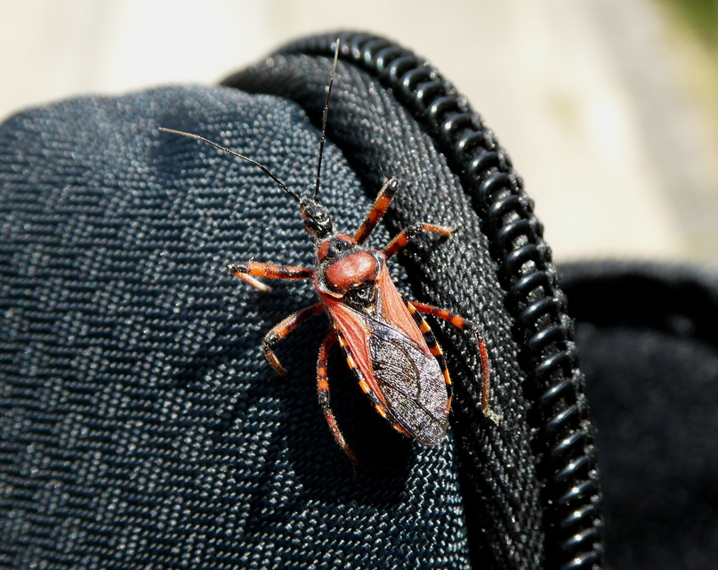 Rhynocoris iracundus - közönséges gyilkospoloska