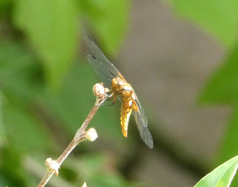 Libellula depressa - széles laposacsa