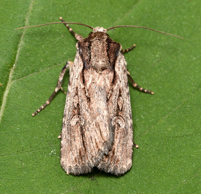 Dichagyris signifera - pompás földibagoly