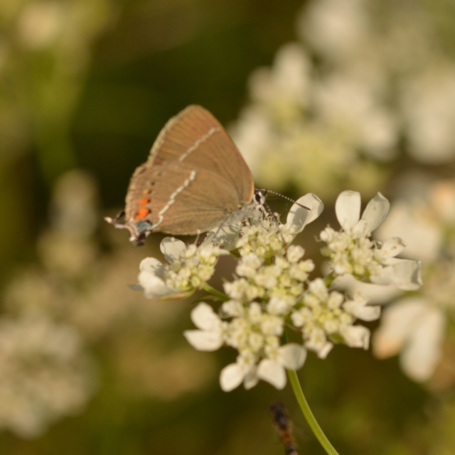 Satyrium spini - kökény-csücsköslepke
